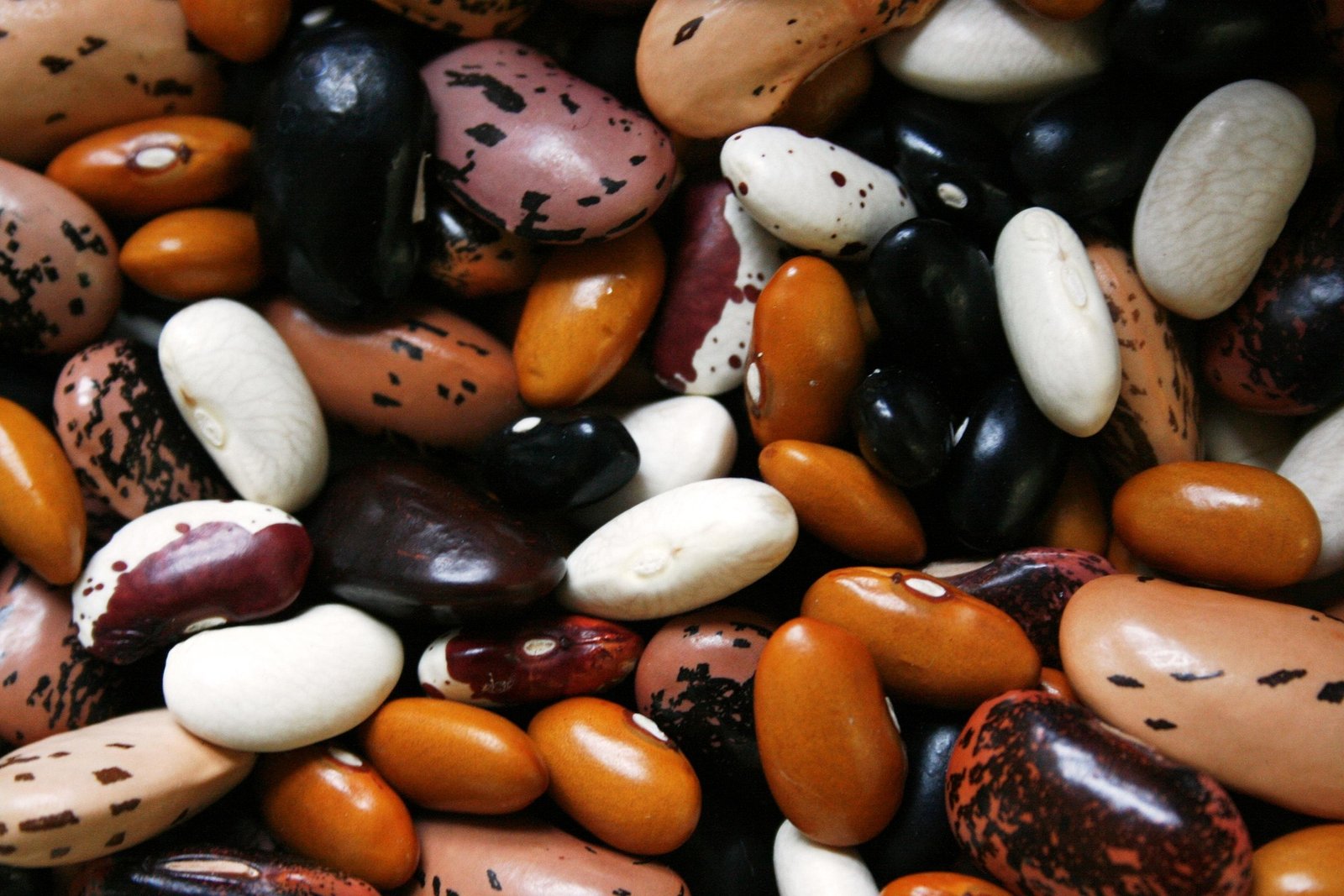 An assortment of dry beans